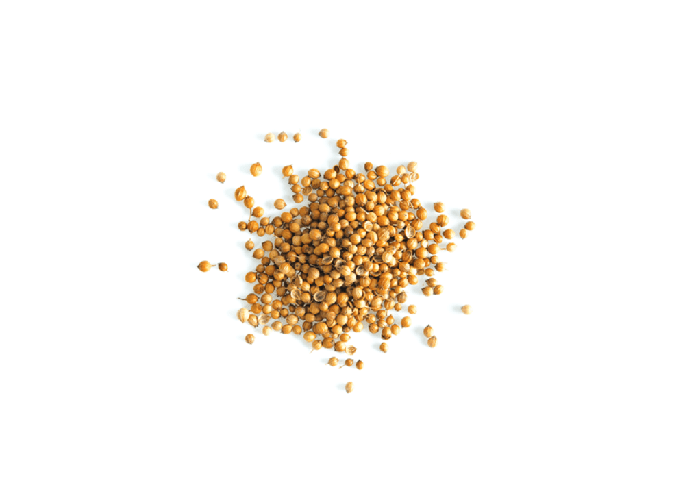 Korianderfrø, 1 kg, økologisk