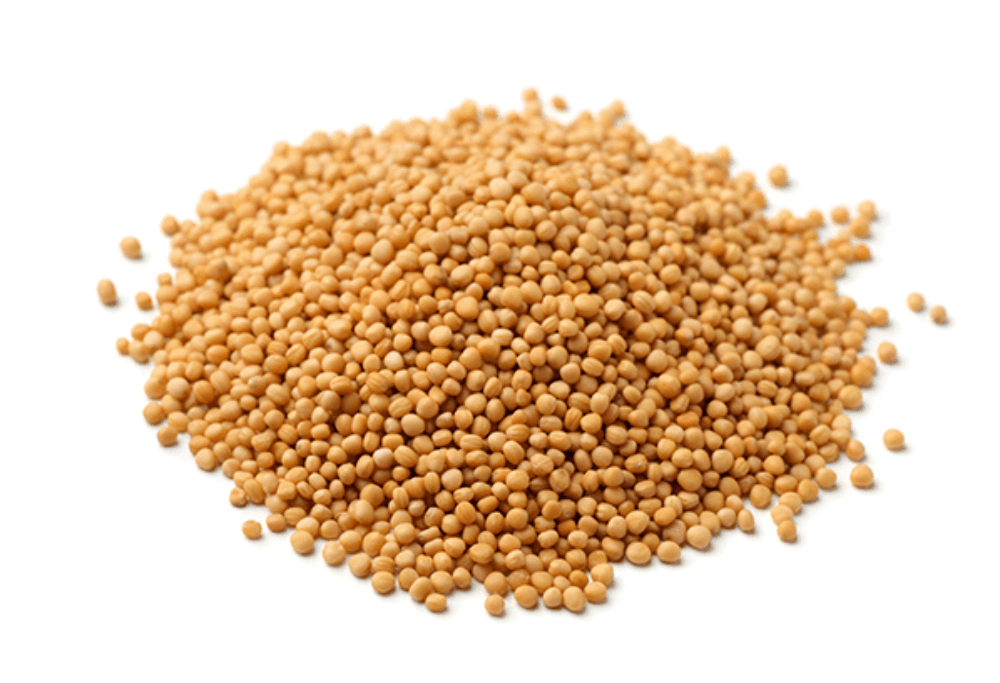 Sennepsfrø, gule, hel, 1 kg, økologisk