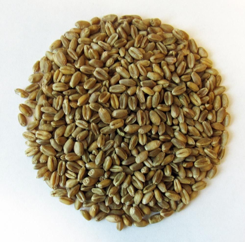 Hvete, helkorn, 25 kg, økologisk