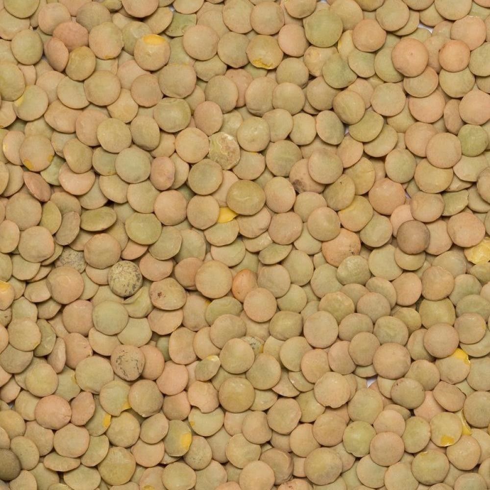 Linser Laird, grønne, 25 kg, økologisk